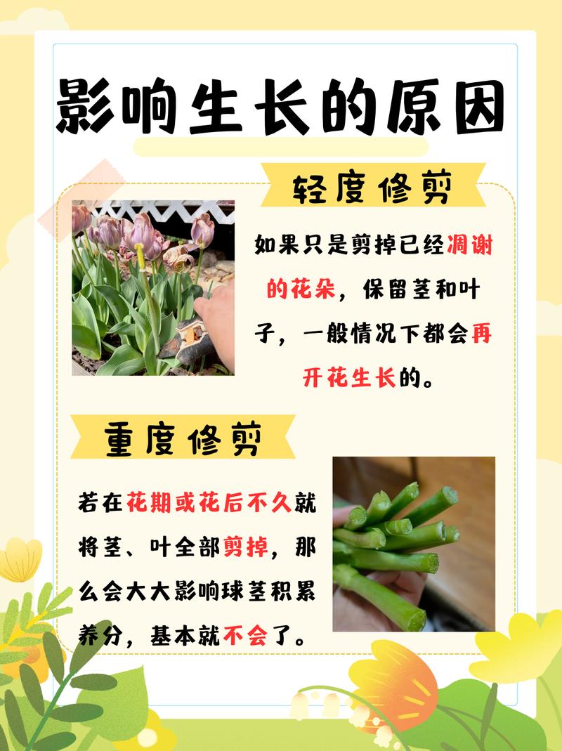 郁金香怎么修剪，郁金香怎么修剪最简单方法