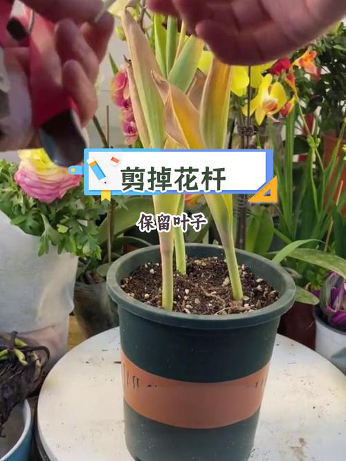 郁金香要剪枝吗郁金香怎么修剪