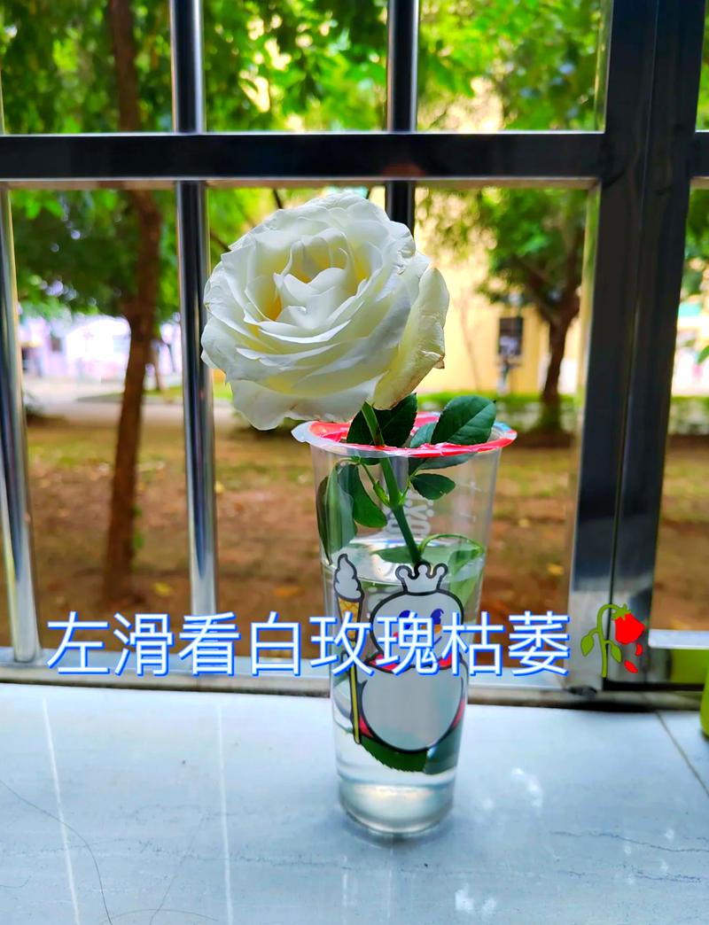 玫瑰花怎么养水里才开花，玫瑰花水里怎么养才不会枯萎