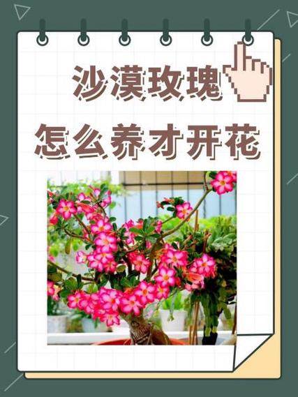 玫瑰花怎么养水里才开花