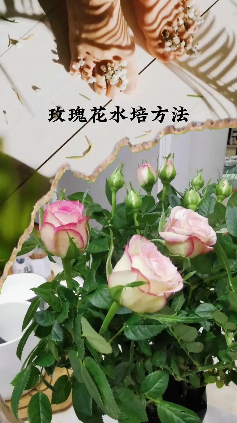 水培玫瑰花怎么养殖才能更旺盛