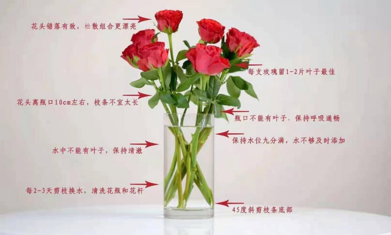 玫瑰花怎么用水养