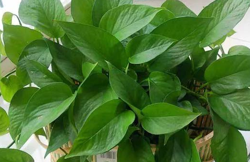 这花叶子油绿茂盛,不用管自己就能长,还是天然的净化器!
