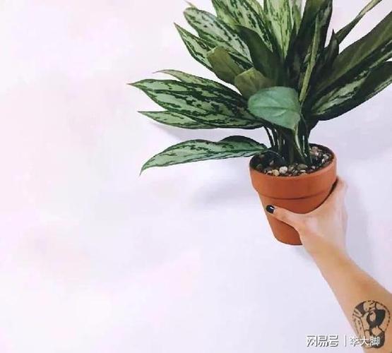 银皇后秋天怎么养