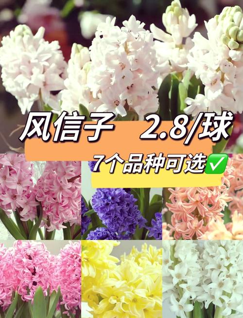 风信子可以晒太阳么?