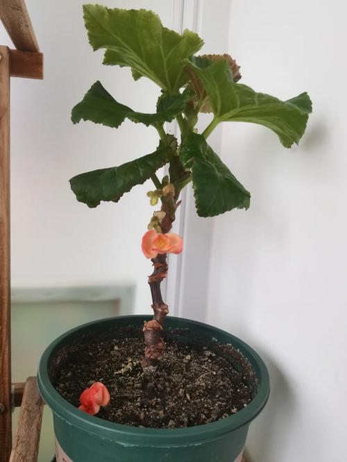 丽格海棠开败后怎么修剪