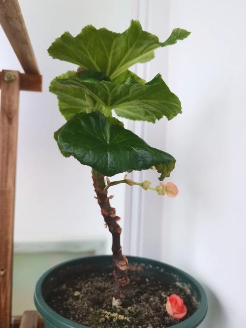 丽格海棠花后怎么修剪