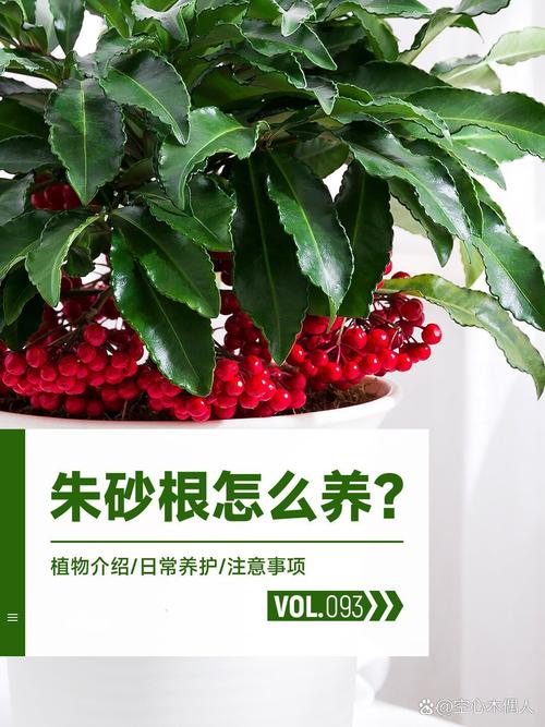 富贵籽怎么养