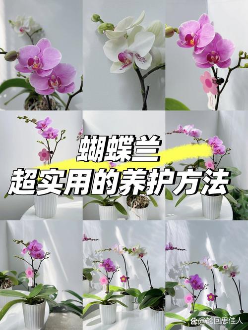 蝴蝶兰家庭养殖方法