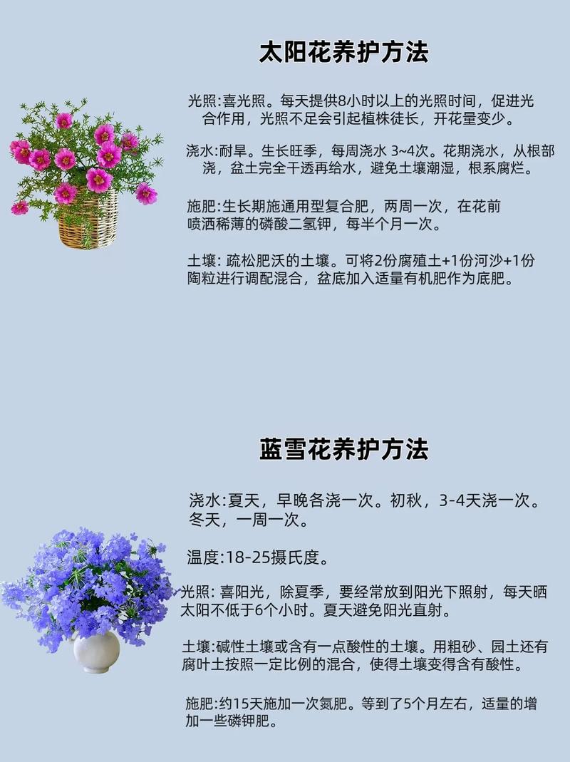 蝴蝶兰怎么养家庭养法