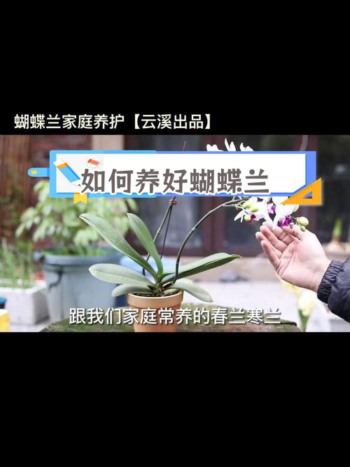 家庭怎样养蝴蝶兰