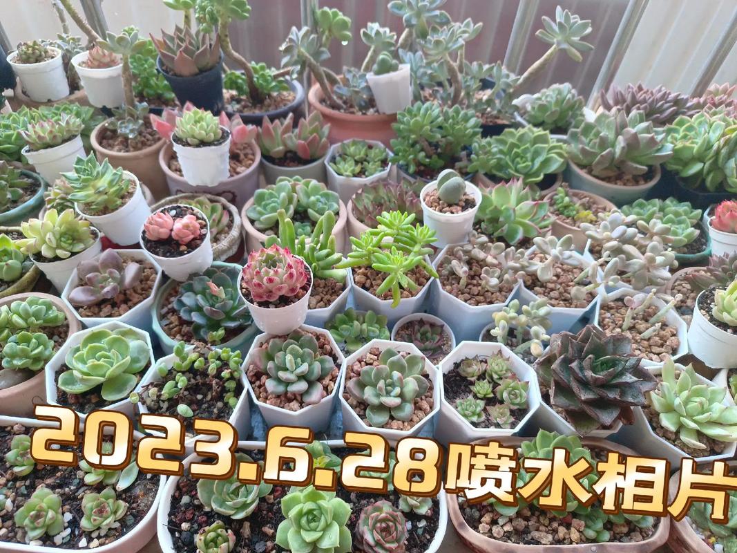 多肉适合浇多少水