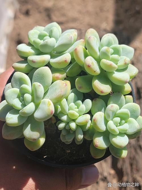 多肉对水分的要求