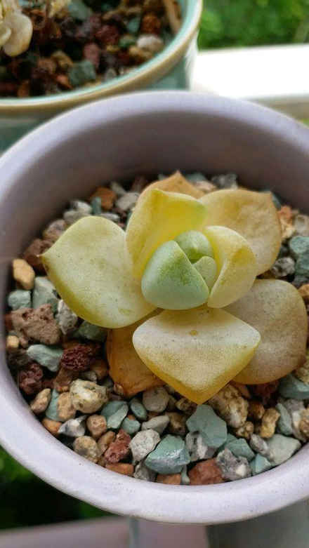多肉植物放多少水