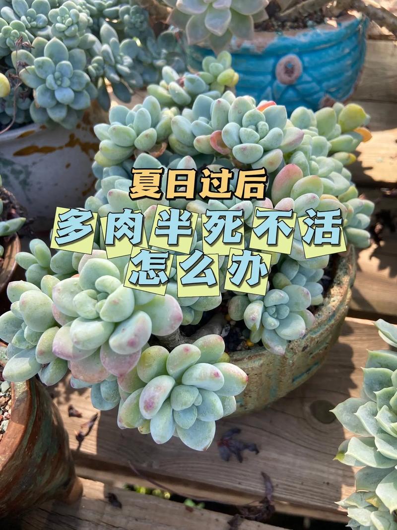 多肉一次浇多少水合适