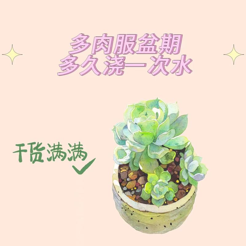 多肉应该浇多少水