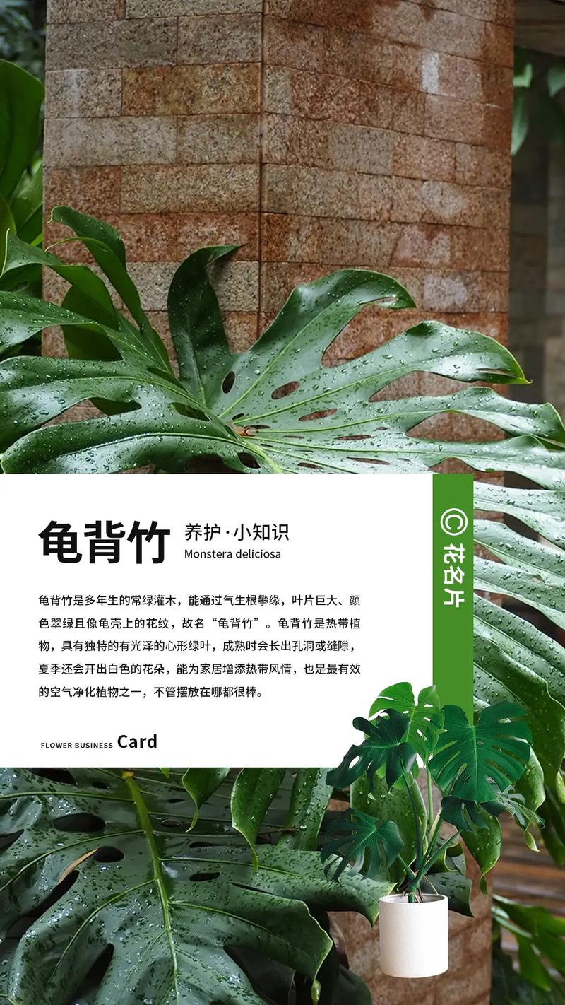 龟背竹养护技巧？龟背竹如何养护？