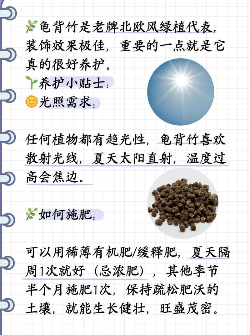 龟背竹养护方法详细点