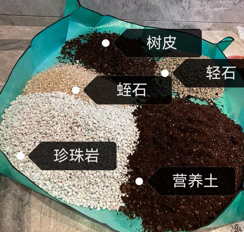 龟背竹养殖方法和注意事项