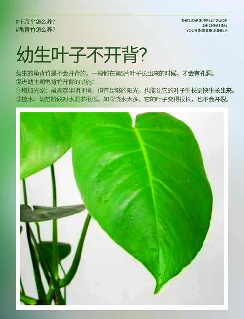 龟背竹养护技巧