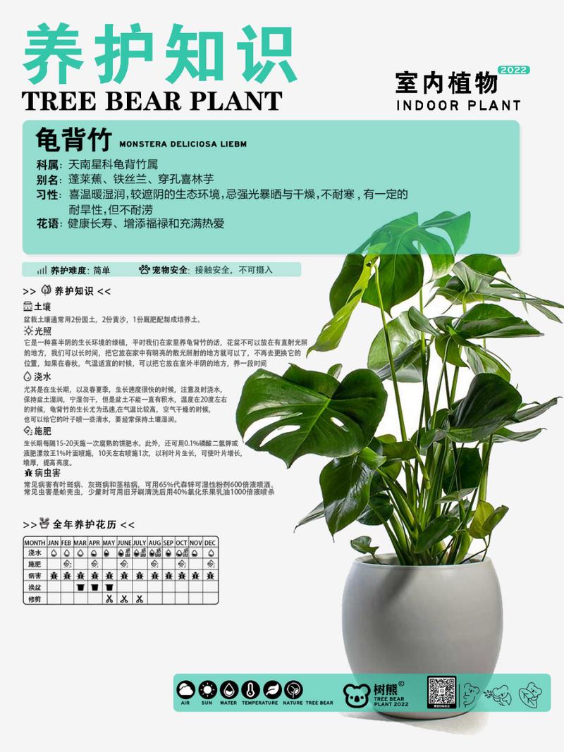 龟背竹的养护方法