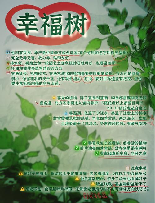 幸福树的扦插季节和方法？幸福树的扦插方法和注意事项？