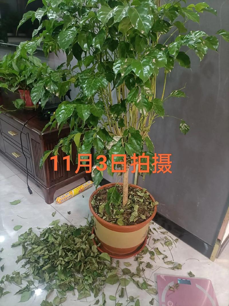 幸福树的扦插方法及最佳时间