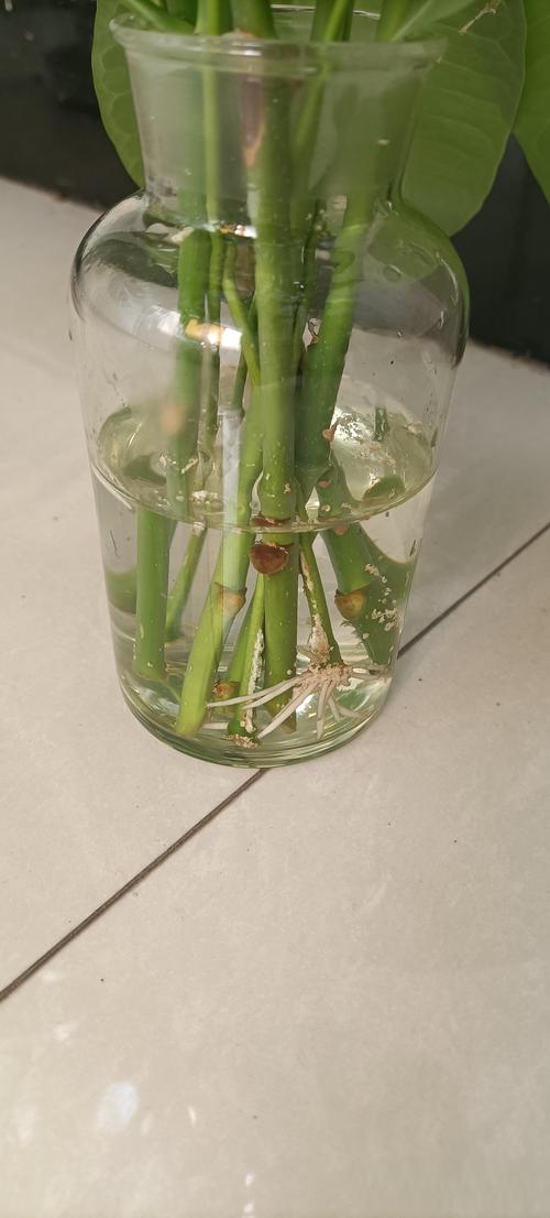 幸福树的扦插季节和方法