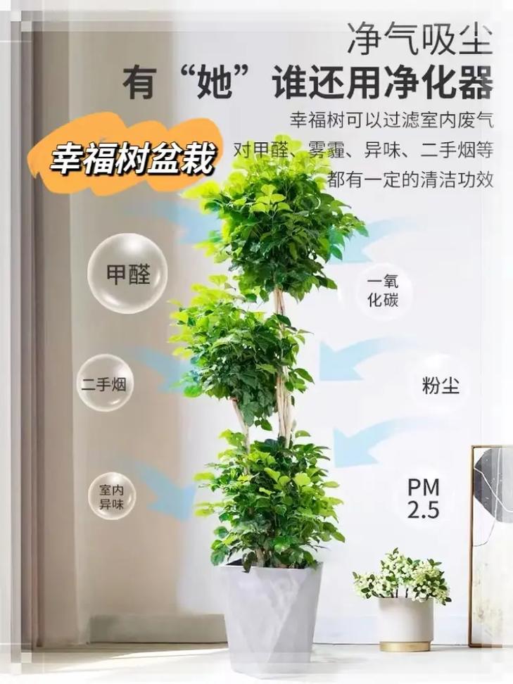 幸福树插枝方法