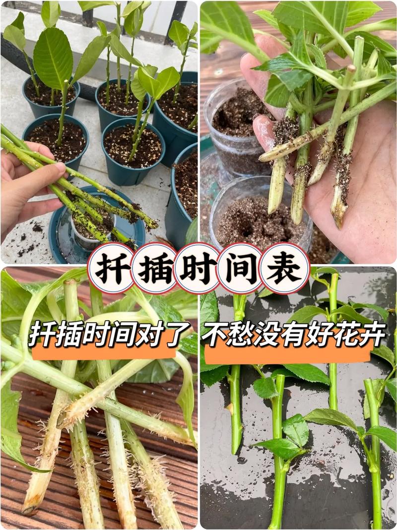 幸福树怎么扦插