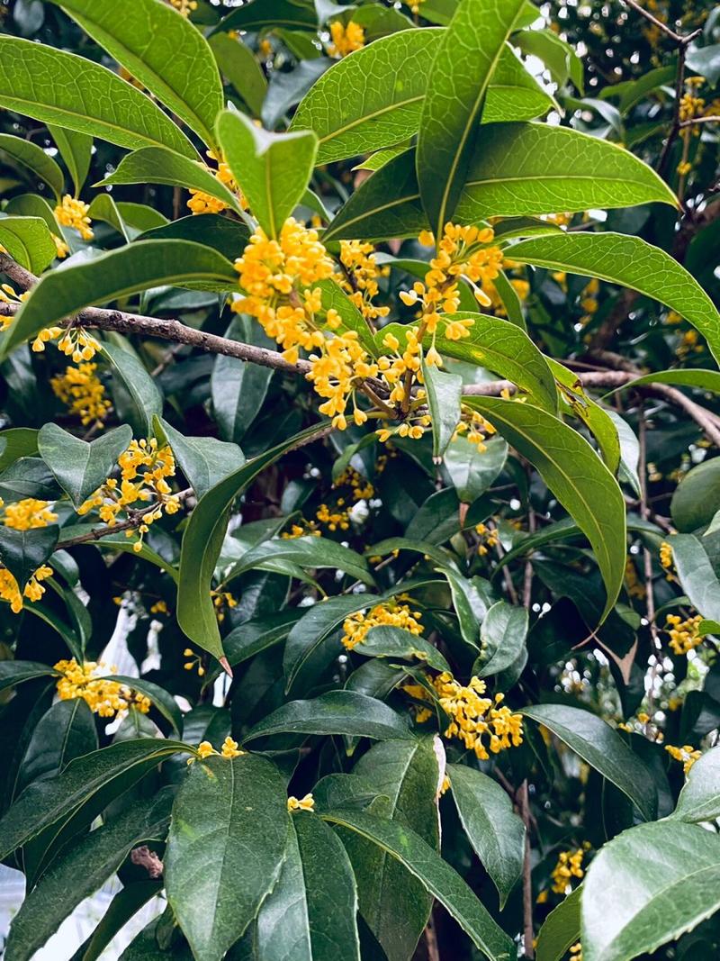 桂花树北方可以室外种吗，桂花北方室外可以种植吗