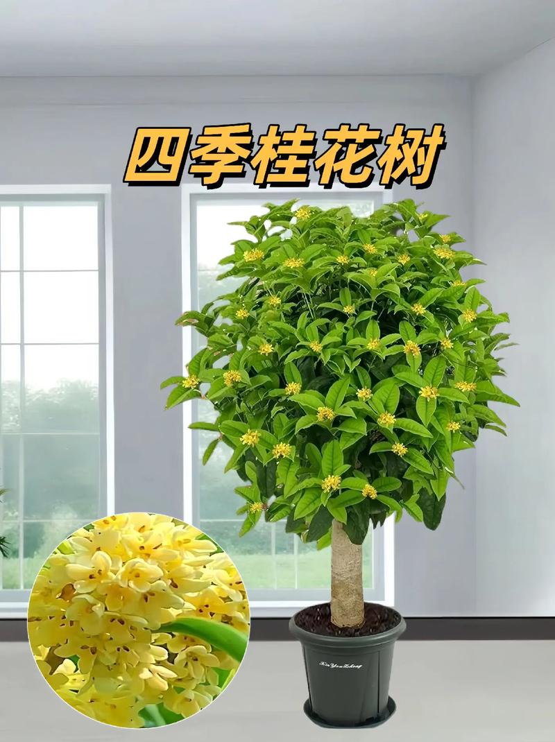 桂花树北方可以室外种吗,北方室外的养殖方法和注意事项