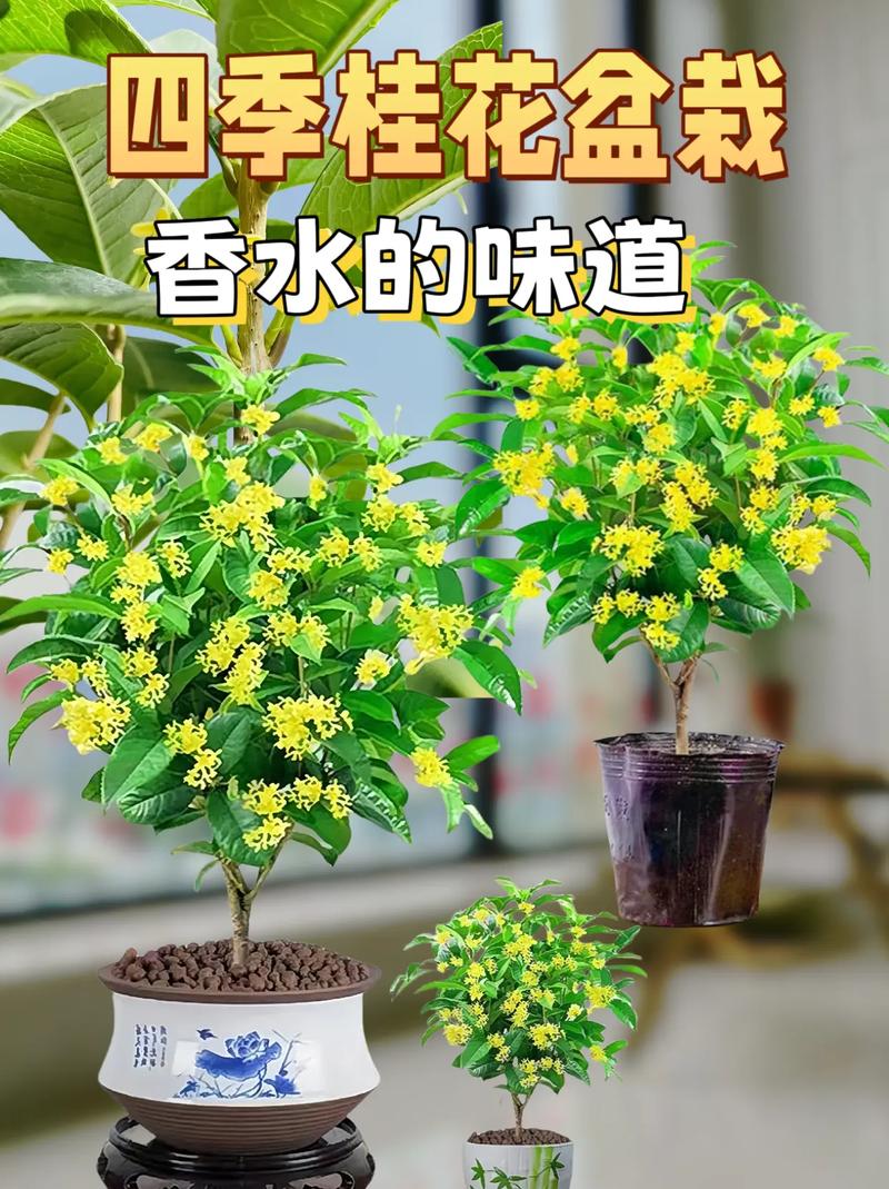 桂花树适合在北方种植吗