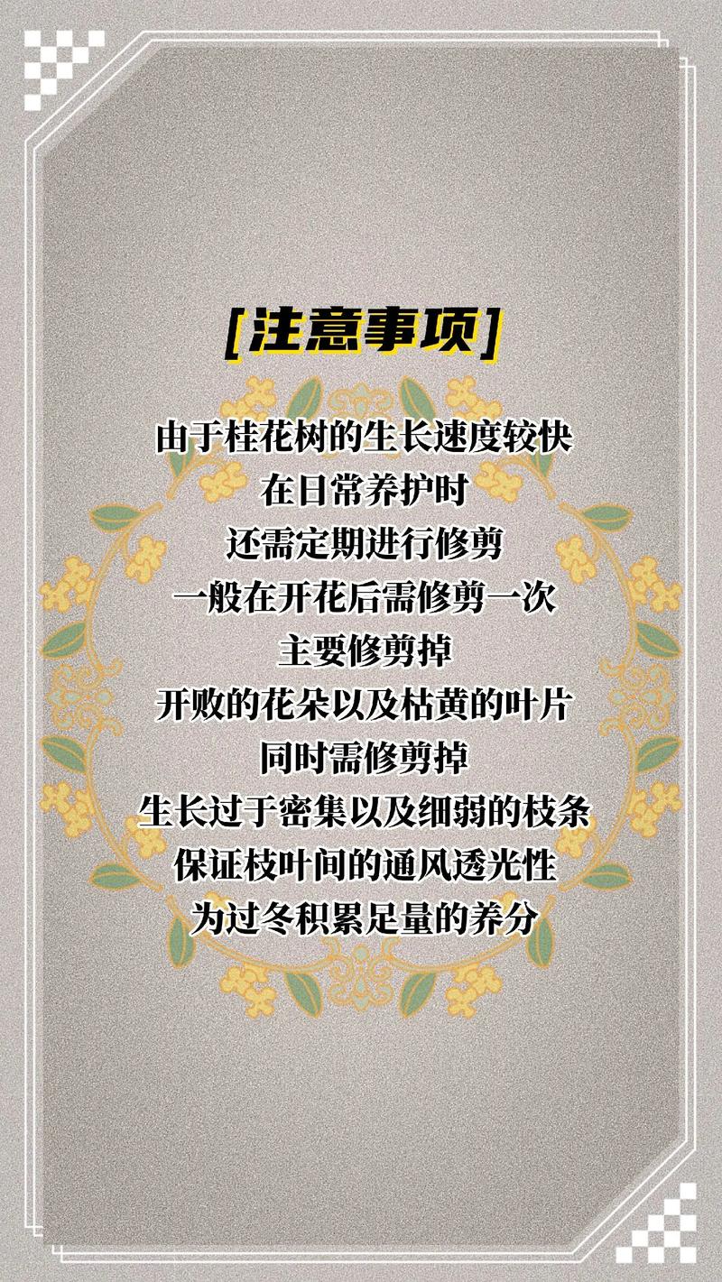 桂花树在北方可以室外种植吗在北方室外的栽培方法和注意事项?