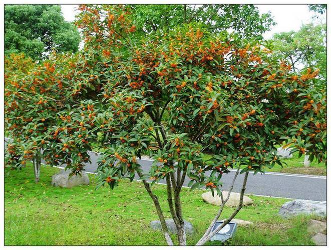 桂花树北方可以露天种植吗