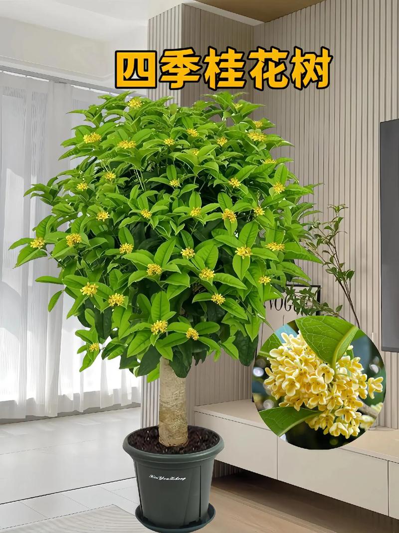 桂花树在北方能栽活吗