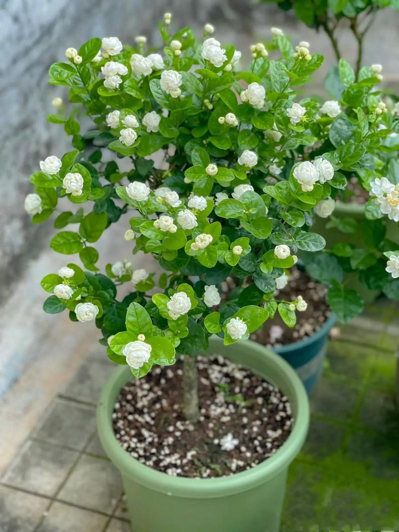 冬季如何养茉莉花秋冬如何保养茉莉花
