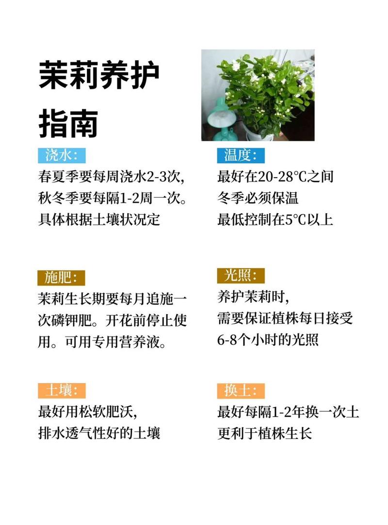 茉莉秋冬如何管理