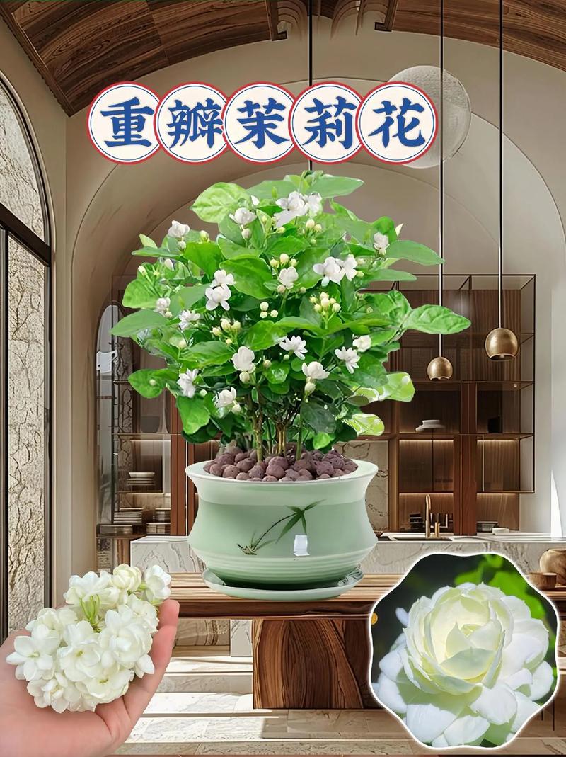 盆栽茉莉花秋冬养护关键