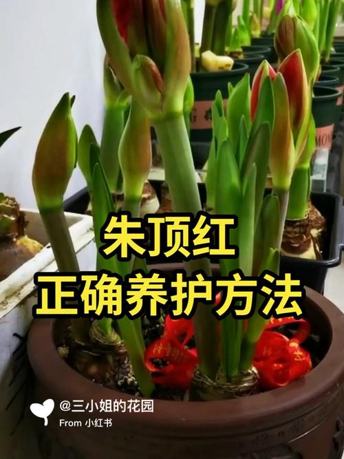 冬季如何保养朱顶红?