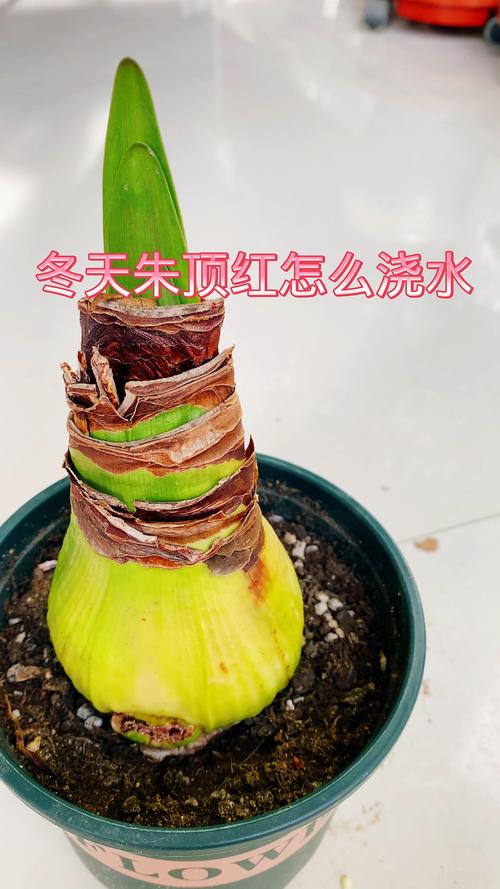 朱顶红冬天怎么养北方