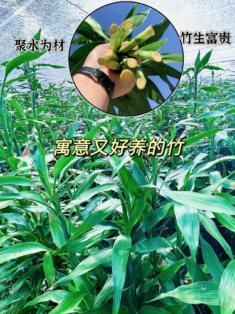 富贵竹怎么水养，带根的富贵竹怎么水养