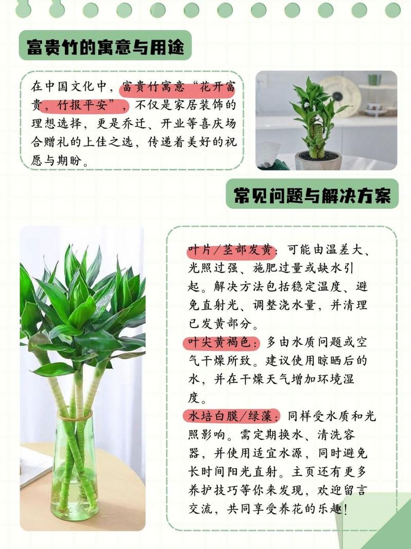 富贵竹怎么水养才能更旺盛