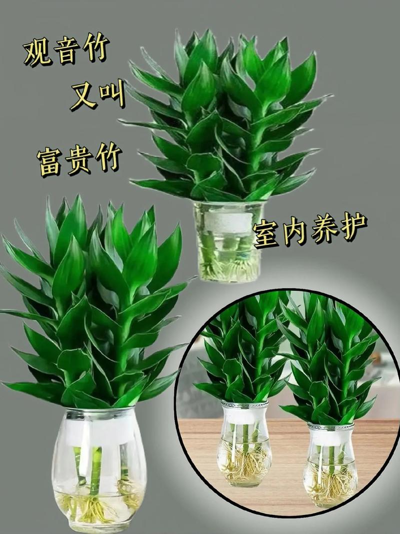 富贵竹怎么水养才开花
