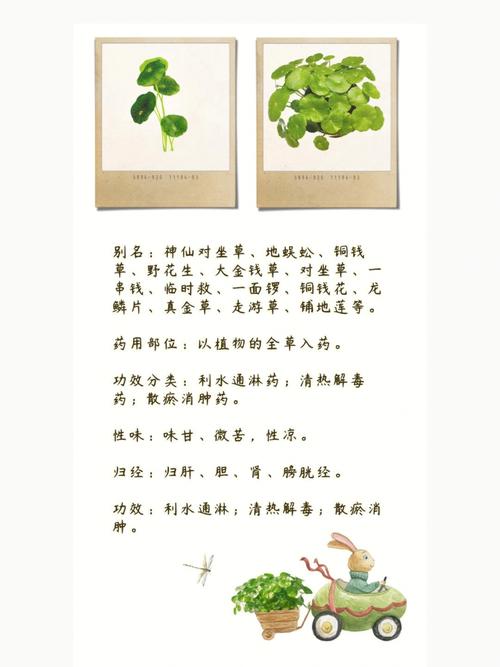 金钱草如何防止徒长