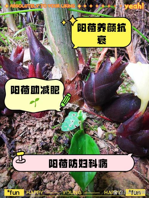 阳荷怎么种植