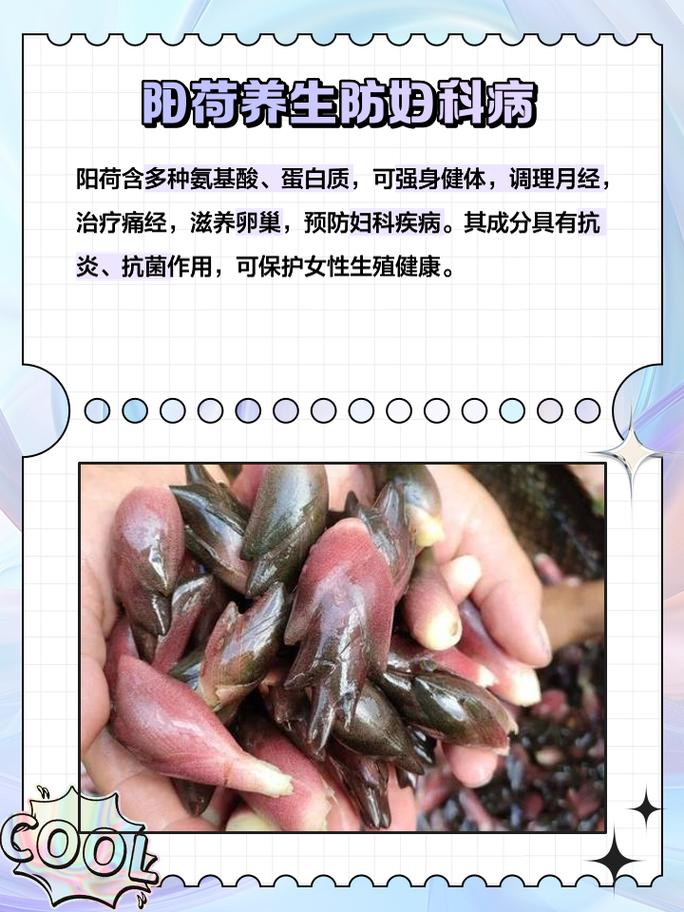 阳荷怎么种才能高产