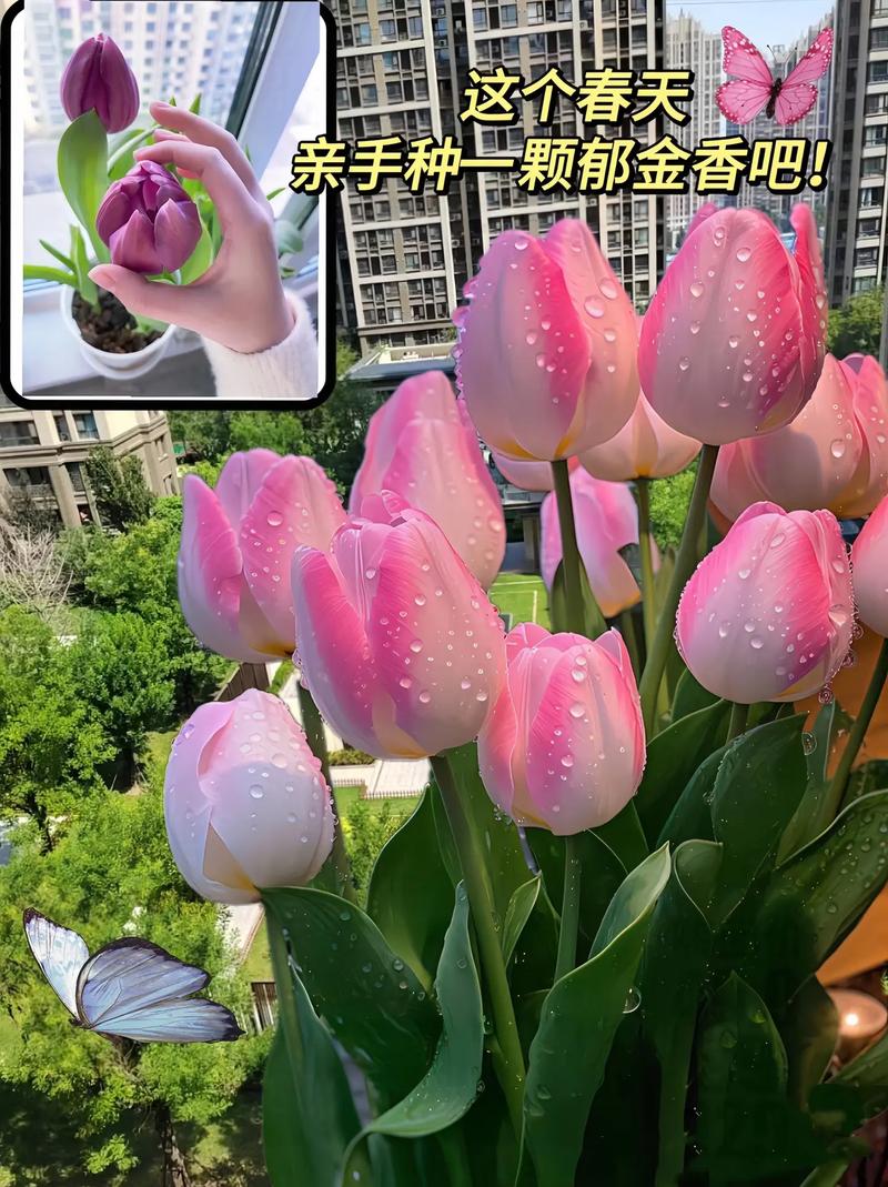 郁金香是一年生还是多年生
