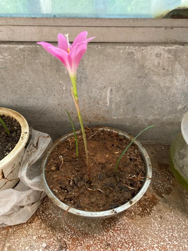 郁金香是常年的吗?郁金香球茎能保存多久?