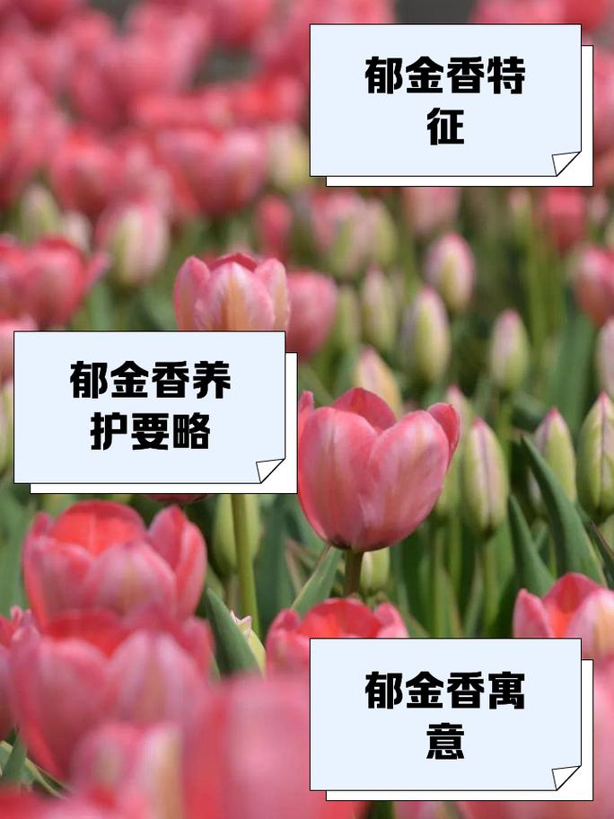 郁金香是一年生的还是多年生的?